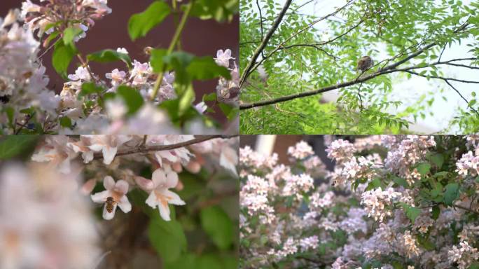 春天鲜花盛开蜜蜂采蜜