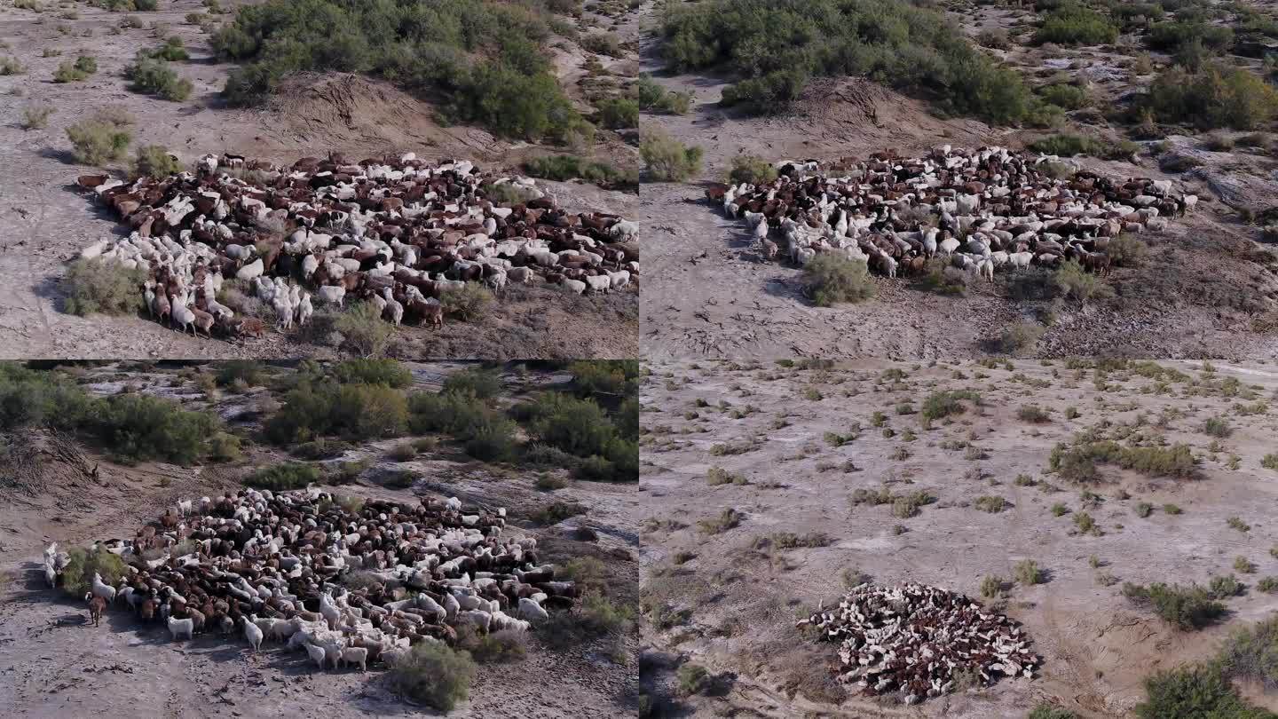 B新疆准噶尔盆地羊群2