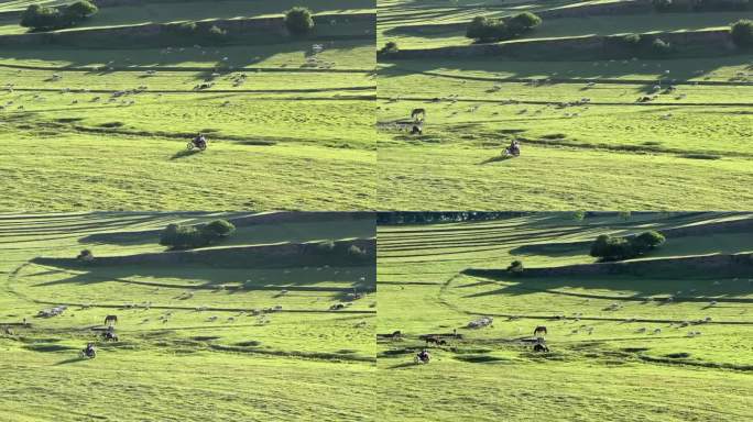 西部草原牧场上骑摩托车的牧羊人和羊群