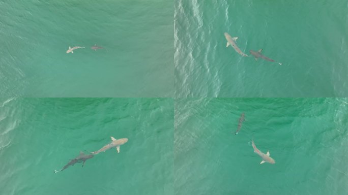 航拍海上嬉戏冲浪的两只小鲨鱼