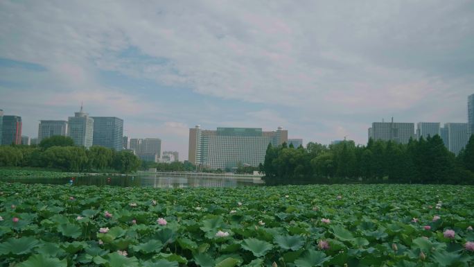 临沂城市五洲湖广场荷花延时