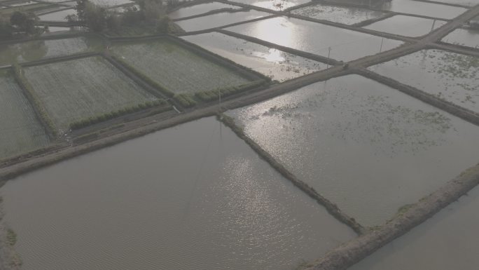 农田 夕阳 水田 水稻  航拍