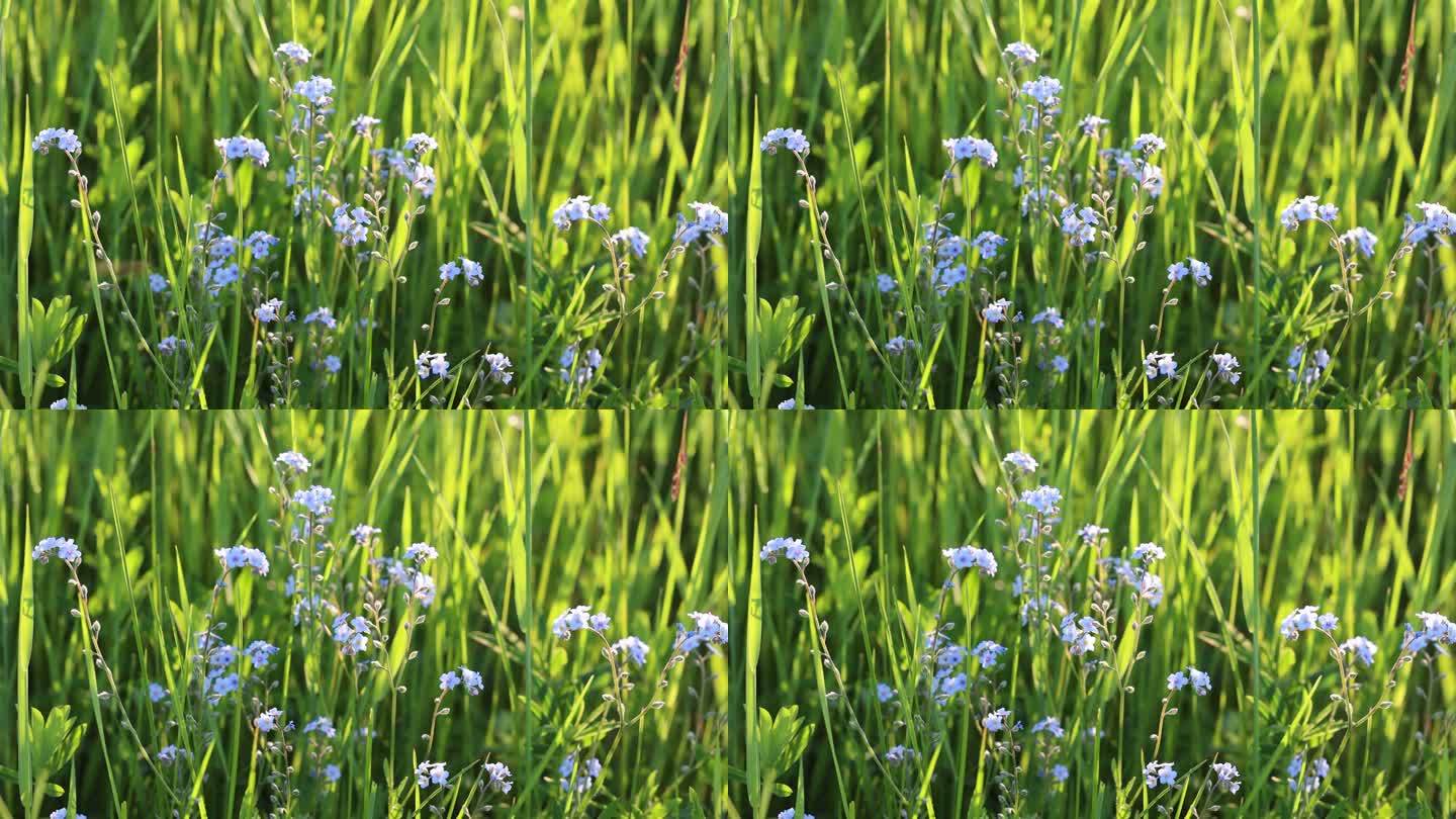 野生药用植物勿忘我