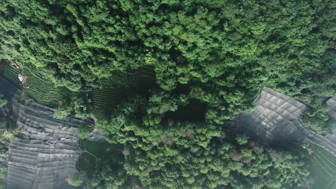 清晨4K航拍大自然风景树林云雾茶园
