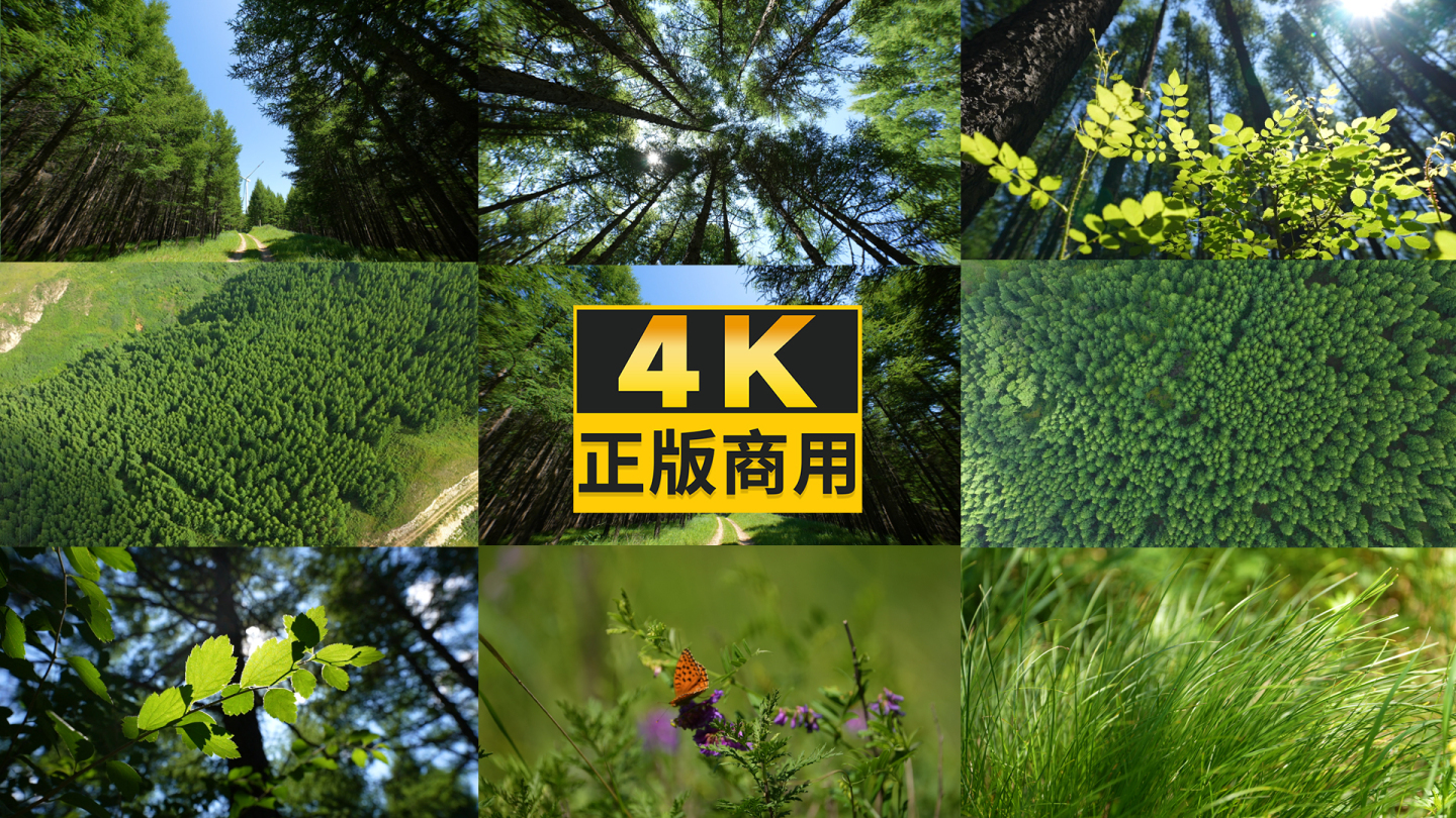 4K森林空气大自然树叶树林森林阳光