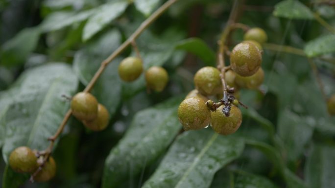 下雨雨天龙眼果实