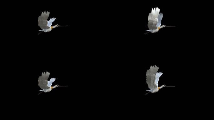 琵鹭飞翔视频带alpha透明通道