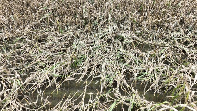 雨后灾害田地