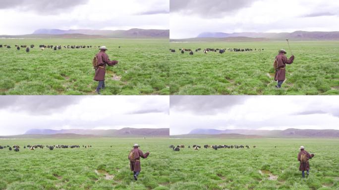 养殖合作社 赶牦牛 赶羊群 湿地放牛