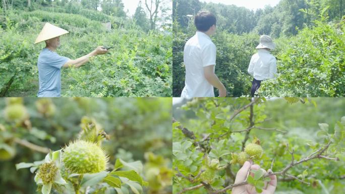 刺梨种植户，贵州刺梨，农户