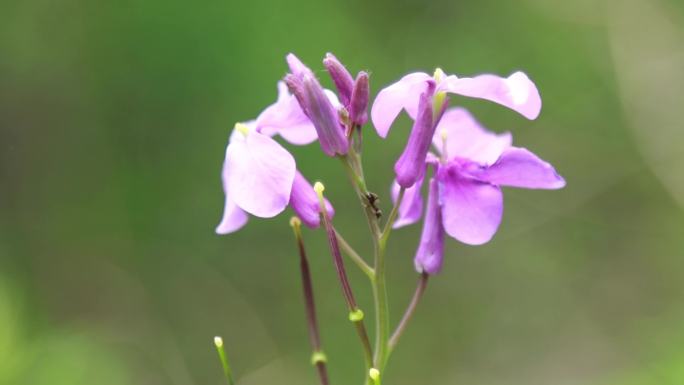 野花素材