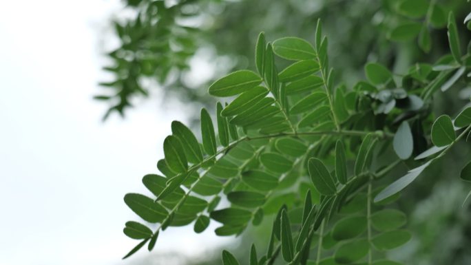 雨后的树叶