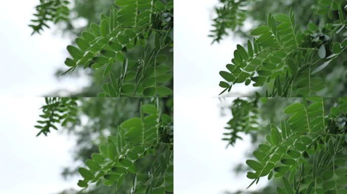 雨后的树叶