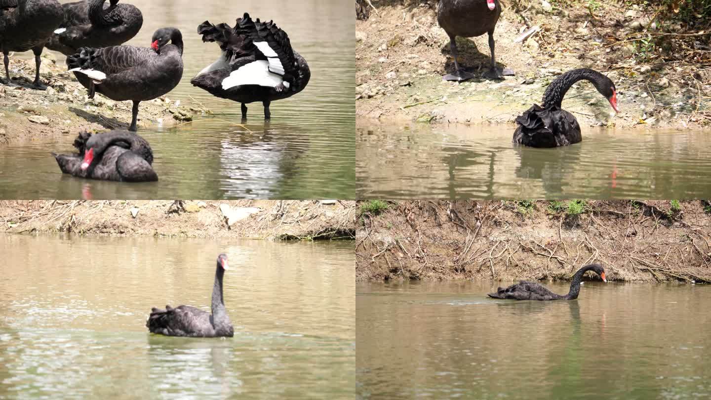 天鹅 黑天鹅 天鹅湖 水鸟