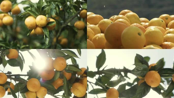橘子 蜜桔 蜜橘 阳光 水果 柑 蜜柑