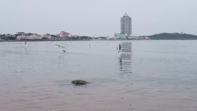 青岛海滩和海鸥