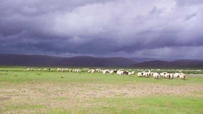 一群羊 牧人 骑马 羊羊 蒙古 草原