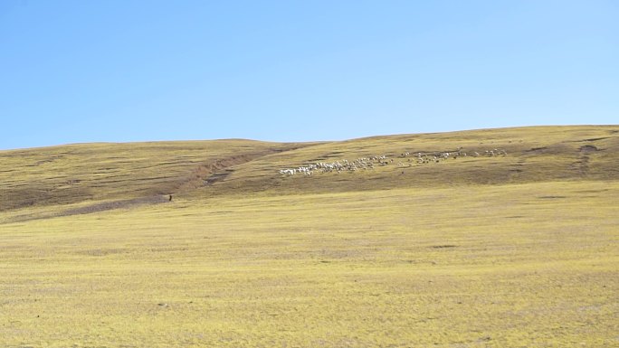 农牧民 养殖户 养殖合作社 山上放羊