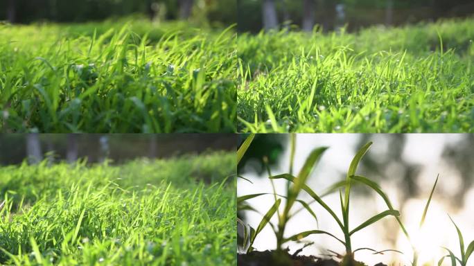 4K风吹草地绿地小草青草