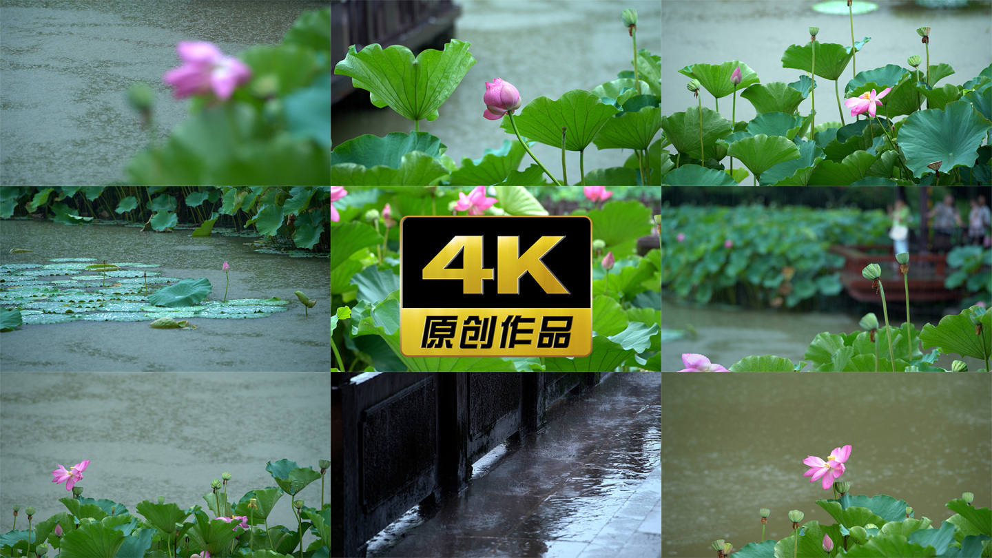 【4K合集】刮风下雨天气暴雨池塘夏天雨水