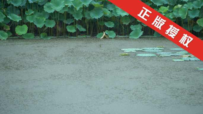 【4K合集】刮风下雨天气暴雨池塘夏天雨水