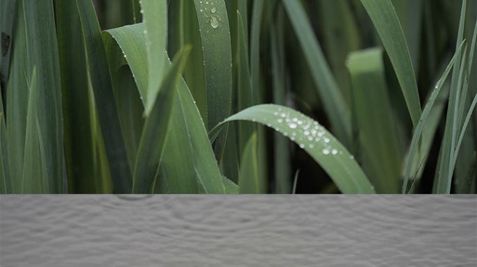 雨中植物特写