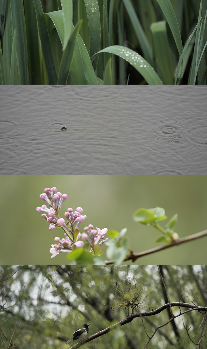 雨中植物特写