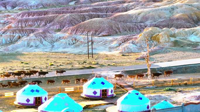 4k航拍新疆阿勒泰地区夕阳下五彩滩的牛群
