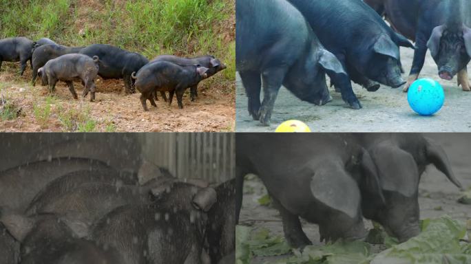 乡村振兴生猪养殖 黑猪养殖 两头乌养殖