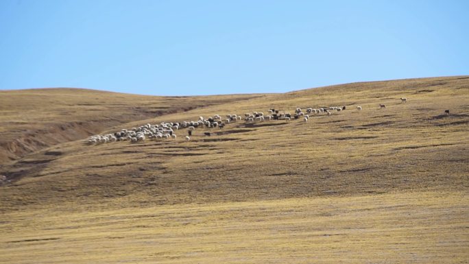 赶羊人 牧场 一群羊 牧人 骑马 羊羊