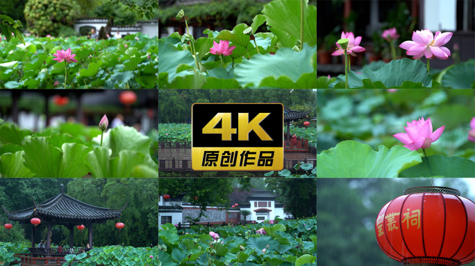 【4K合集】成都郫都区望丛祠下雨莲蓬荷花