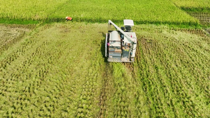 收割机 机械化 收割水稻农业耕种农民丰收