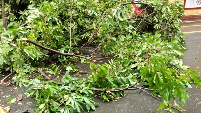 台风吹倒大树自然灾害 坠落狂台风吹倒树木