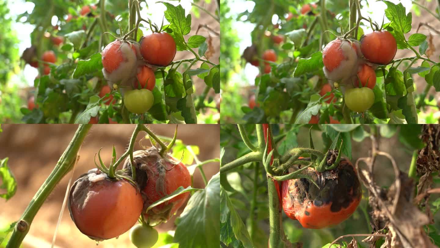 西红柿病害