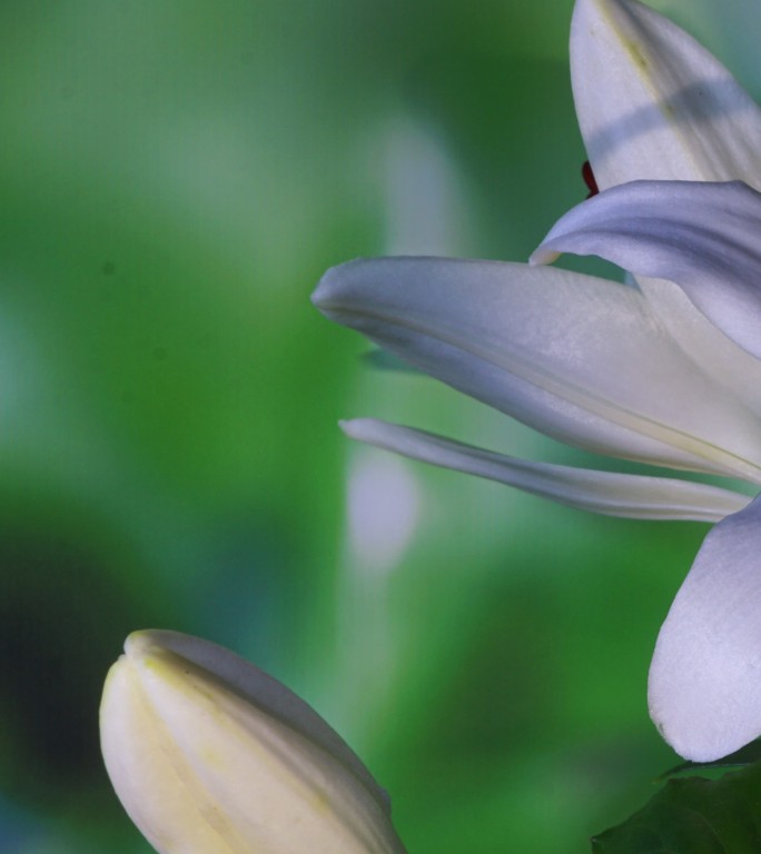 竖画幅香水百合开花延时