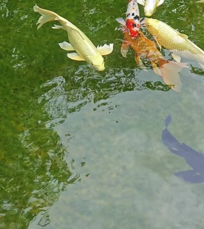 绿色湖水中一群锦鲤鱼自在地游泳
