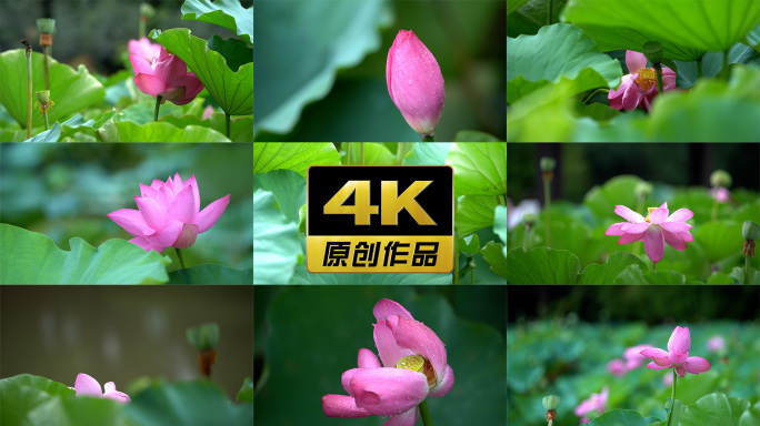 【4K合集】清晨荷花阳光露珠莲花含苞待放