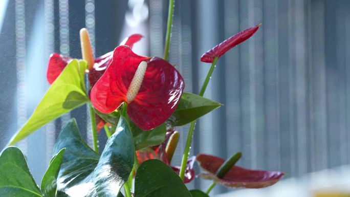花 红色的花 喷水 喷向花 空镜慢动作