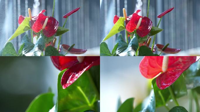 花 红色的花 喷水 喷向花 空镜慢动作