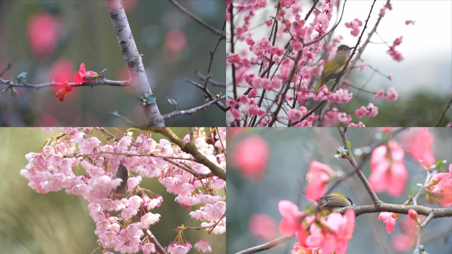 好美的樱花海棠梅花，花鸟视频鸟语花香
