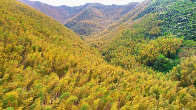 宜兴 竹海 山顶 航拍 4K