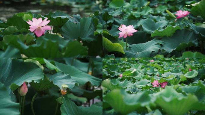 夏日荷花莲叶池塘静物素材高清