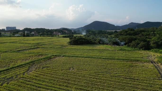 特色三农乡村丰收航拍大气场景镜头