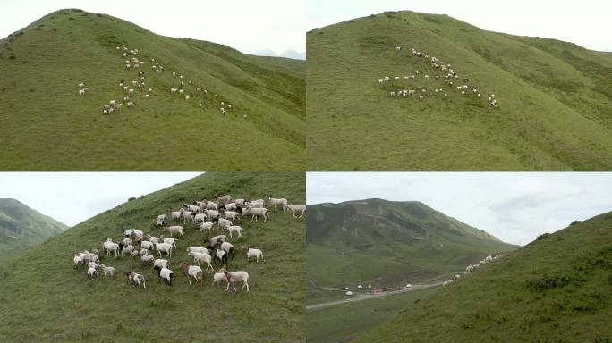 羊群山坡