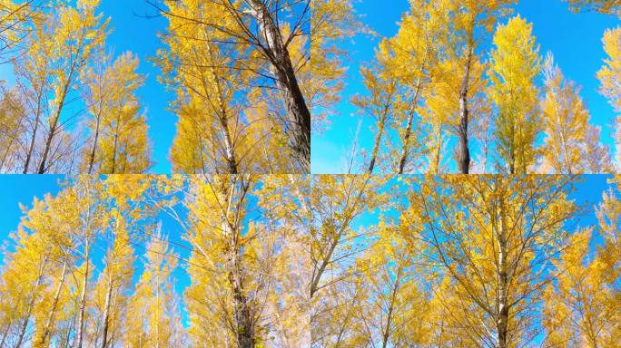 秋天的杨树林5.1K1