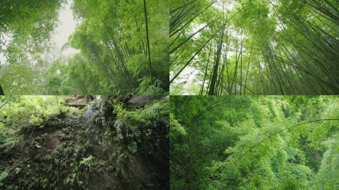 川西竹海景区