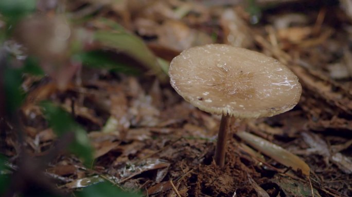 菌菇 菌子 蘑菇 菇子 野生