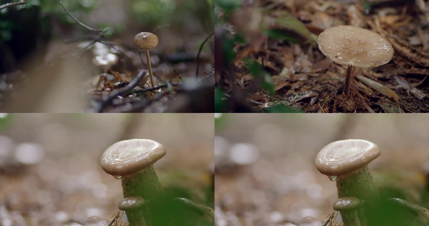 菌菇 菌子 蘑菇 菇子 野生