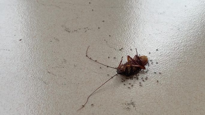 蟑螂药蚂蚁围攻撕掉翻肚的蟑螂