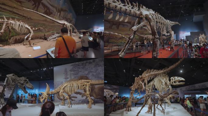 恐龙化石展览馆8k